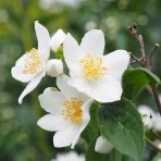 Pajazmín vencový (Philadelphus coronarius) - výška 90-100 cm, kont. C3L - NA KMIENKU
